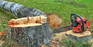 How Our Tree Care Process Works  in  Stanford, KY