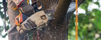 Best Lawn Irrigation Installation and Maintenance  in Stanford, KY