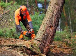 Best Tree Maintenance Programs  in Stanford, KY