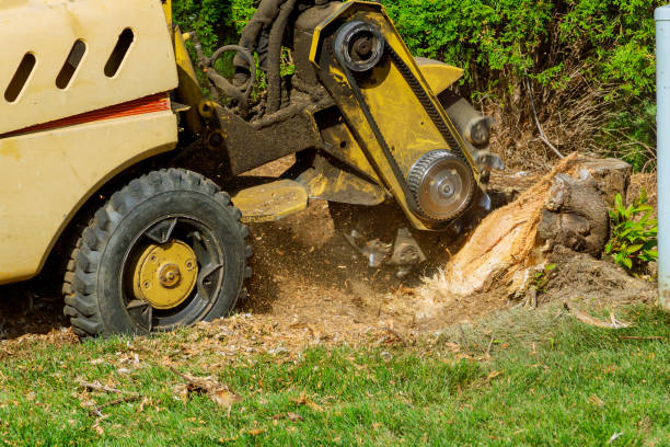 Best Lawn Disease Treatment  in Stanford, KY