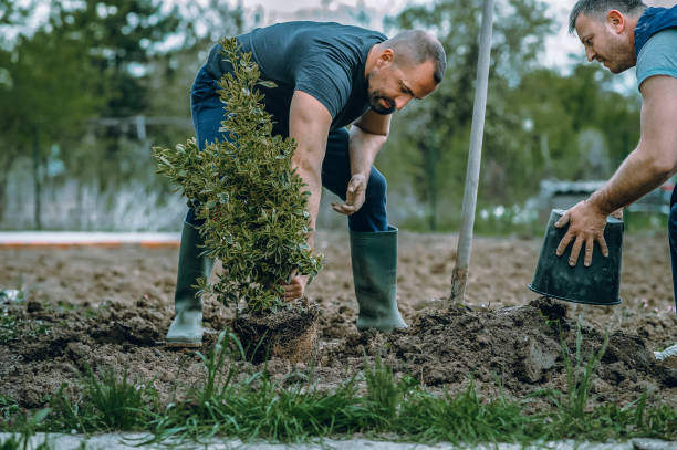 Best Tree Trimming and Pruning  in Stanford, KY
