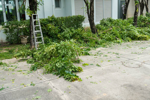 Best Tree Preservation Services  in Stanford, KY