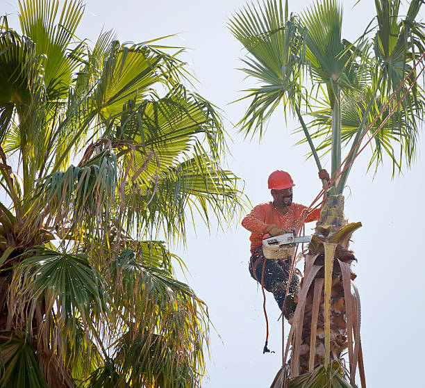 Professional Tree Services in Stanford, KY