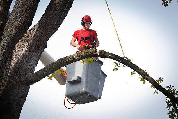  Stanford, KY Tree Services Pros