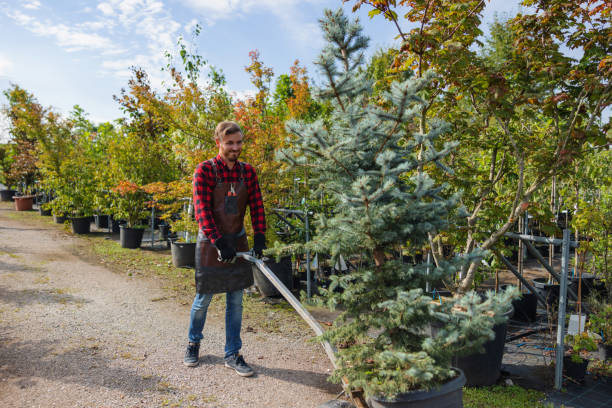 Best Tree Disease Treatment  in Stanford, KY