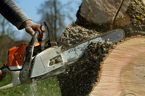 Best Tree Mulching  in Stanford, KY